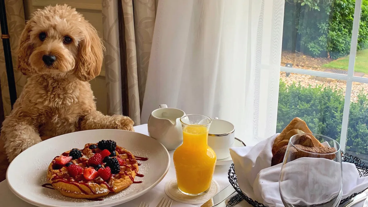 This image captures a cheerful breakfast scene with a plate of pancakes, a glass of orange juice, and a dog eagerly sharing the morning. The atmosphere is relaxed and joyful, filled with the promise of good food and laughter.